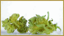 a bunch of green marijuana buds are sitting on a table
