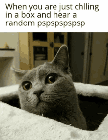 Cat Paranoid GIF - Cat Paranoid GIFs