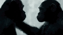 a couple of chimpanzees standing next to each other looking at each other .