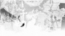 a black and white photo of a cemetery with feathers and crosses .