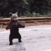 Bear Bear Dance GIF - Bear Bear Dance Papabear GIFs