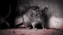 Rat Gif GIF - Rat Gif GIFs