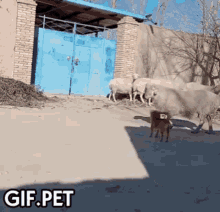 Gif Pet Headbutt GIF - Gif Pet Headbutt Sheep GIFs