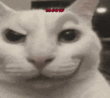a close up of a cat 's face with the word meow in red