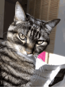 Cat Whatcha Doin GIF - Cat Whatcha Doin What Is That GIFs