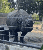 a rhino is behind a wire fence with its mouth open