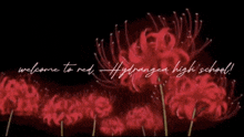 Flower Red GIF - Flower Red Hydrangea GIFs