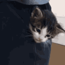 Cat Pocket GIF