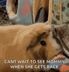 a guinea pig is laying down and eating carrots with the caption cant wait to see mommy when she gets back