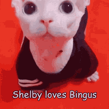 Shelby Bingus GIF - Shelby Bingus GIFs