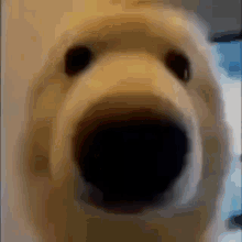 Happy Dog GIF - Happy Dog GIFs