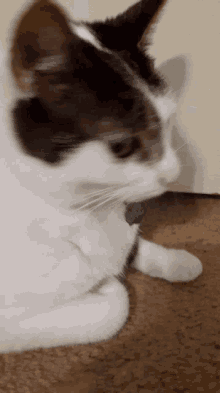 Cat Kitty GIF - Cat Kitty Shake Head GIFs