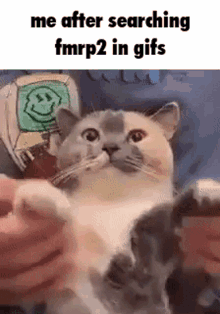 Discord Gifs Fmrp2 GIF - Discord Gifs Fmrp2 Cat GIFs