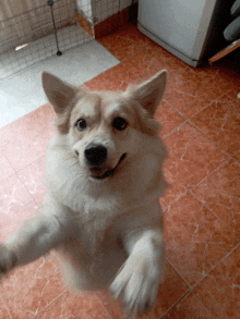 a small white dog is standing on its hind legs