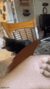 Hoecat Cat GIF - Hoecat Cat GIFs