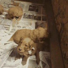 a puppy laying on top of a pile of newspapers including one that says " top prospect "