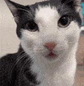 a black and white cat is looking at the camera