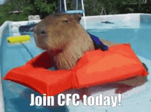 Capybara Fan Club GIF - Capybara Fan Club GIFs
