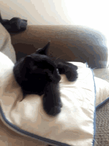 Cute Cat GIF - Cute Cat Black Cat GIFs