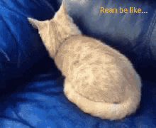 Couch Cat GIF - Couch Cat Hide GIFs