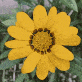 a close up of a yellow flower with brown spots in the center