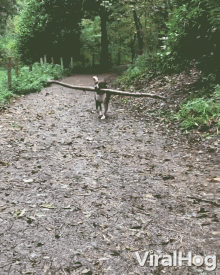 Running In A Hurry GIF - Running In A Hurry Fetch GIFs
