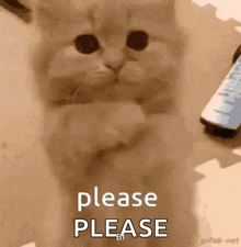 a kitten is sitting on a table next to a remote control and asking for a please .