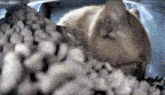 Mr Fresh Cat Feeder GIF - Mr Fresh Cat Feeder Cat Dust GIFs