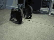 Who Do You Think You Are, Tough Guy?! GIF - Play Kitty Cat GIFs