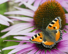 Butterflyonflower GIF - Butterflyonflower GIFs
