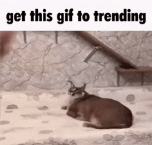 Get This Gif To Trending Flop Floppa GIF