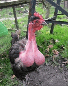 a chicken with a very large breast is standing in the grass in front of a fence .