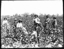 a black and white photo of a group of people picking cotton in a field .