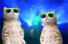 Catrave GIF - Catrave GIFs