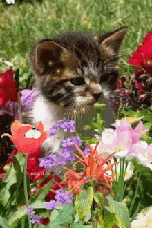 Cat Flowers GIF - Cat Flowers GIFs