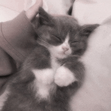 Eepy Cat Sleeping GIF