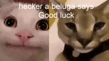 Beluga And Floppa Says Good Luck GIF - Beluga And Floppa Says Good Luck GIFs