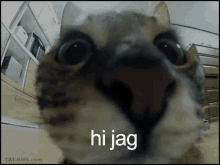 Hide Jag GIF - Hide Jag Cat Hug GIFs