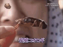 森三中 お笑い芸人　コメディー GIF - Insect Grasshopper Morisanchu GIFs