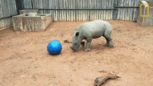 Playing With A Ball Orphaned By Poachers A Baby Rhino Makes A New Friend GIF - Playing With A Ball Orphaned By Poachers A Baby Rhino Makes A New Friend World Rhino Day GIFs