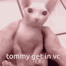 Tommy Bingus GIF - Tommy Bingus Forever Crafy GIFs