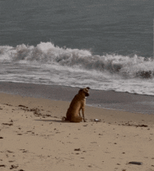 Sad Sea GIF - Sad Sea Dog GIFs