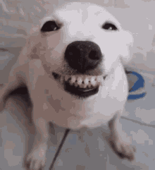 Smile Smiling GIF - Smile Smiling Dog GIFs