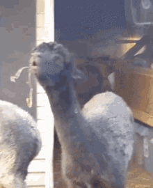 Goat Vav GIF - Goat Vav Smoking Goat GIFs