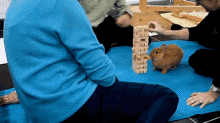 hamster the pet collective playing jenga cheering
