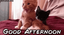 Cat Good Afternoon GIF - Cat Good Afternoon GIFs