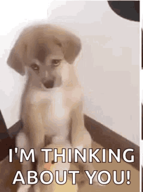 Sad Dog GIF - Sad Dog Face - Discover & Share GIFs