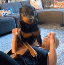 workout the pet collective exercise dog lick