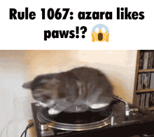Rule 1067 GIF - Rule 1067 Azara GIFs