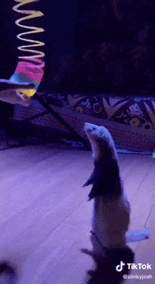 a ferret is standing on its hind legs while a person holds a slinky toy .
